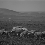 Shepherd