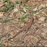 DSC03765.JPG