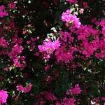 20120419_Grang Palace_Thailand