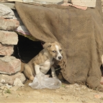 Cute puppy neighbour!