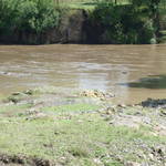 hippos!