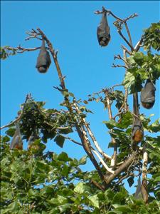 Flying-fox (bats) at the Botanical Garden
