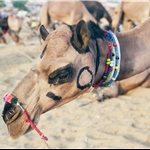 PUSHKAR CAMEL FAIR  nov99 N7