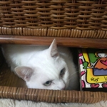 My cat,Ichigo