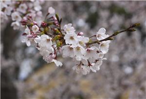 Cherry Blossoms in Oji Zoo, Kobe