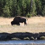 Bison