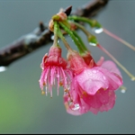 鐘花櫻桃 (山櫻花) Cerasus campanulata (Taiwan Cherry)