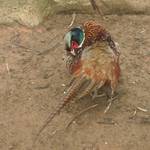 孔雀 (8).JPG