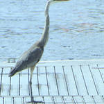 St Petersburg FL Races and Harbor 4-19-21-12 199.jpg
