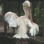 白鵜鵠 (4).JPG