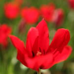 2011 spring