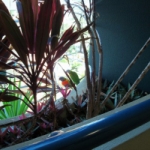 "Cockies" From My Balcony.