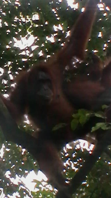 7. Sumatra - Orang-utan.JPG