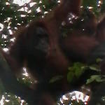 7. Sumatra - Orang-utan.JPG