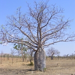 Boab Tree, Gibb River Road