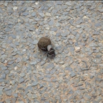 Dung Beetle / Scarabée Bousier
