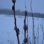 Jämsä