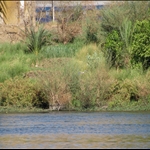 Rieke_felucca_IMG_0835.JPG