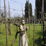 Vineyard