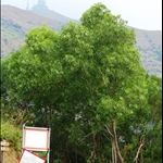 川龍林道望大帽山山頂