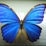 Butterfly Garden in Pinang 2012