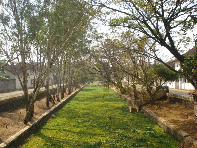 Green Carpet - Canals filled with water plants