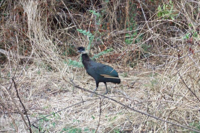 Crested Guinea Fowl / Guinea Fowl à crète