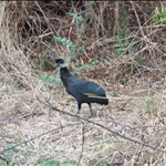 Crested Guinea Fowl / Guinea Fowl à crète