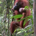 11. Sumatra - Orang-utan.JPG