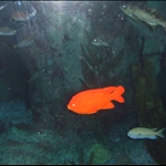 DSCF1296.JPG