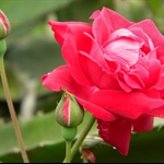 三芝鮮花
