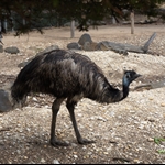 Melbourne ZOO