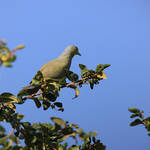 Dove