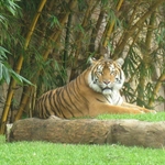 Tiger at Australia zoo