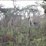 Baby zebra with mum / bébé zèbre avec sa mère