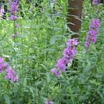 DSC03755.JPG