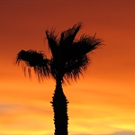 Phoenix Sonnenuntergang I