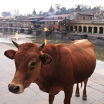Pashupatinath Burning gats, Near Kathmandu oct11