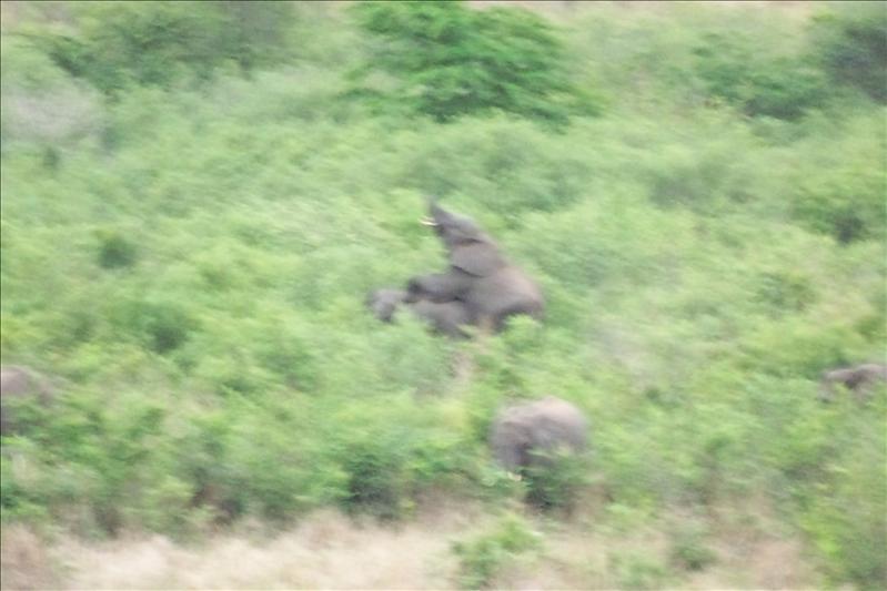Elephants having sex! / Elephants se reproduisant