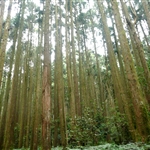 加里山 (24).JPG