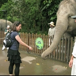 Hand feeding Asian elephants