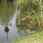 Black Swan in the Swan river