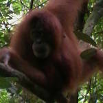 16. Sumatra - Orang-utan.JPG