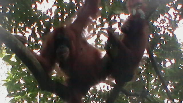 6. Sumatra - Orang-utan.JPG