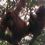 6. Sumatra - Orang-utan.JPG