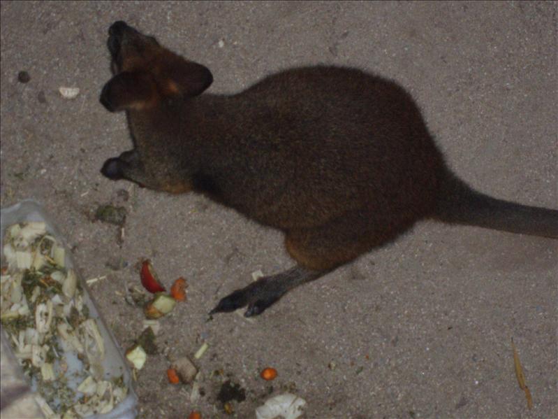 Kangaroo.JPG