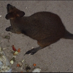 Kangaroo.JPG