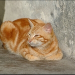 DSC_1736.jpg