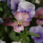 IMG_9355.JPG