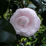 DSC00036.JPG